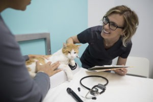 Veterinarian examining cat in a clinic