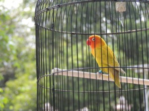 Sun Conure bird in bird cage