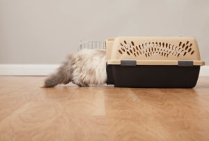 Fluffy cat walking into a cat carrier