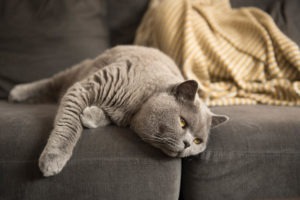 British Short Hair cat lying on couch with paw hanging out